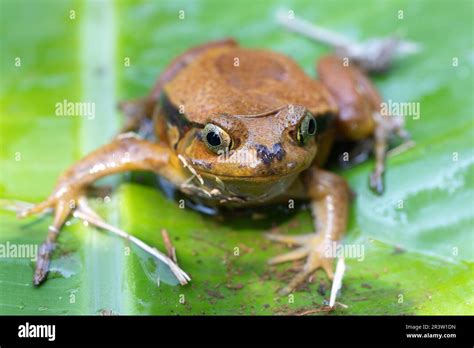 False Tomato Frog Dyscophus Guineti Madagascar Wildlife Stock Photo