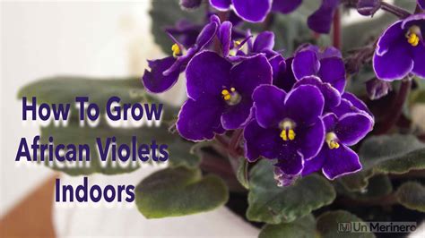 How To Grow African Violets Indoors Garden Synthesis