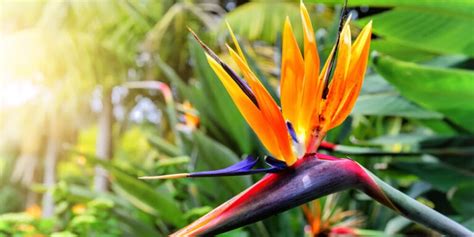 Bird Of Paradise Plant Care And Growing Guide