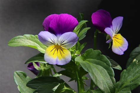 1000 Free Pansies And Pansy Images Pixabay