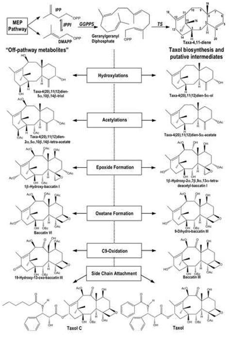 Taxol Biosynthetic Pathway Starting From Primary Metabolism And Download Scientific Diagram