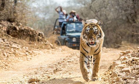 Bhadra Wildlife Sanctuary | Kudremukh National Park - Chikmagalur