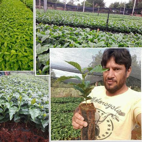 Viveiro Júlio César - Viveiro do julio cesar vamos plantar mudas de cafe | Piumhi MG