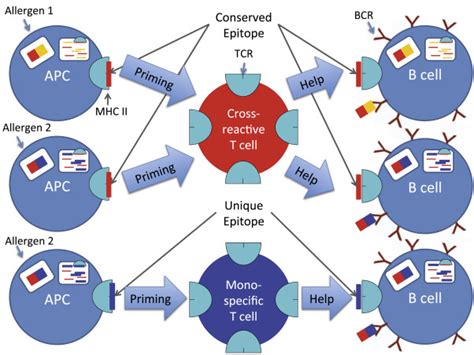 Schematic Representation Of Allergen Cross Reactive Versus Monospecific