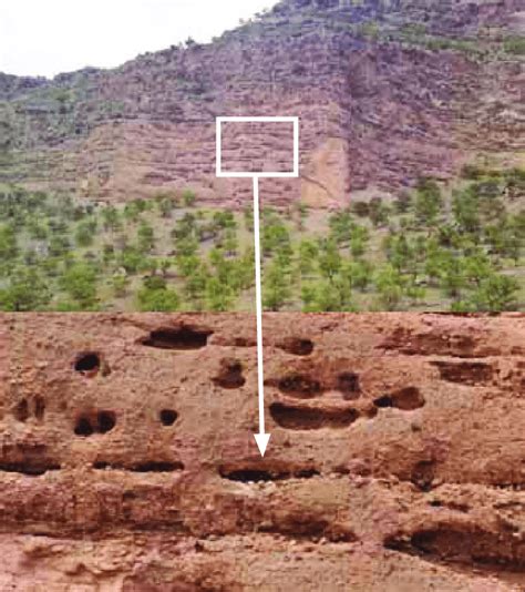 Barbary Falcon Falco Pelegrinoides Nesting Site In Eastern Dena