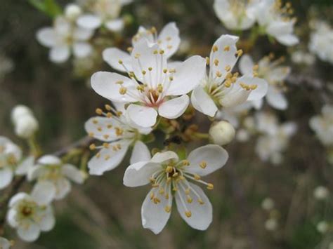 The Orchard Year: Cherry-plum blossom Prunus cerasifera