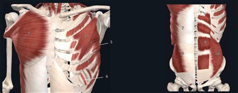 Anterior Thoracic And Abdominal Wall Diagram Quizlet