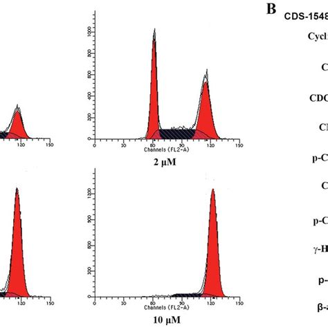 Cds Treatment Induces Cell Cycle Arrest At The G M Phase A