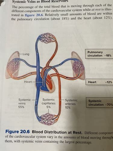 Cardio Chapter 20 Flashcards Quizlet