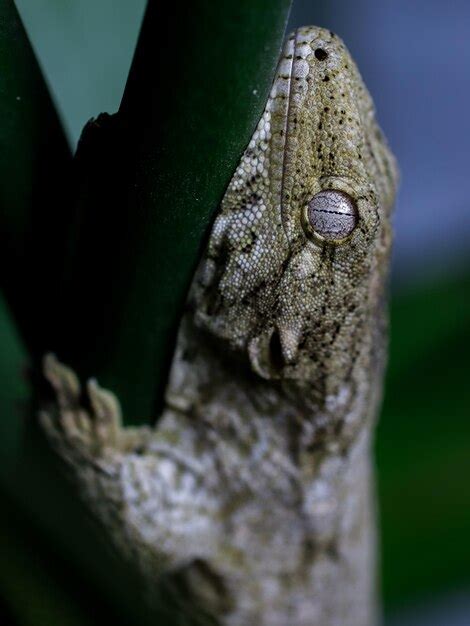 Un lagarto con la cabeza verde está durmiendo sobre un objeto verde