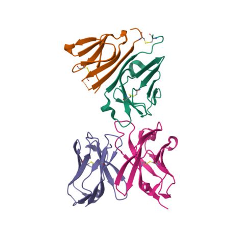 Rcsb Pdb Xiw Crystal Structure Of Human Cd E D Dimer In Complex