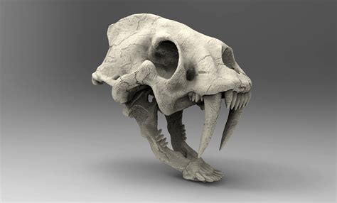 Saber Tooth Tiger Skull Front