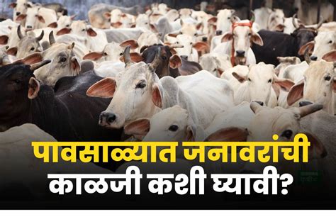 Animal Husbandry शेतकऱ्यांनो पावसाळ्यात जनावरांची घ्या या पद्धतीने