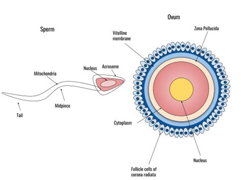 Difference Between Fertility and Fecundity - Pediaa.Com