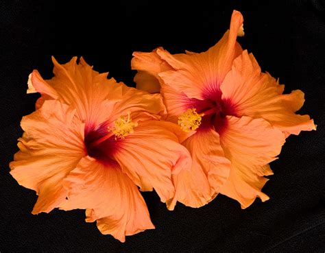 100 Hibiscus Flower Wallpapers Wallpapers