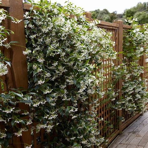 Star Jasmine On Pergola