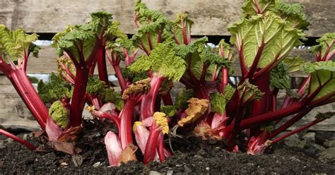 Rhubarb Companion Plants Best Worst Giy Plants