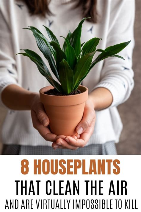 The Best Houseplants For Clean Air