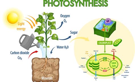 Diagram showing process of photosynthesis in plant 2305469 Vector Art ...