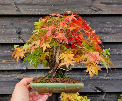 Bonsai Fächerahorn Ahorn Yamamomiji Acer Palmatum Kabudachi Shohin 20cm