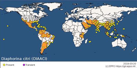 Global Distribution Map Of The Huanglongbing Vector Asian Citrus Download Scientific Diagram