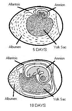 Chicken Anatomy Digestive System Chicken Farmers Union