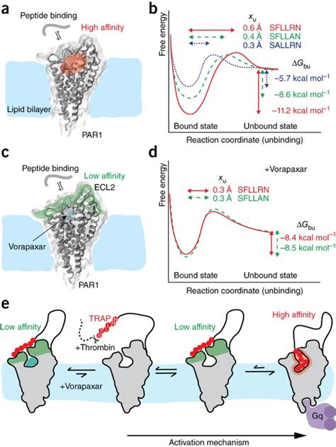 Imaging G Proteincoupled Receptors While Quantifying Their Ligand