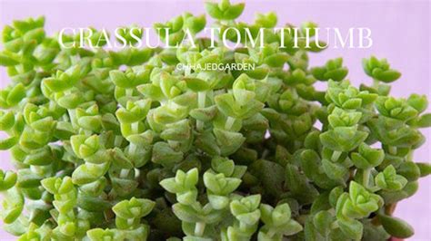 The Crassula Collection: A Guide To Types, Sub-Varieties, & How To Care ...