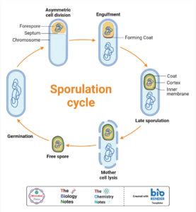 Asexual Reproduction Features Types Examples