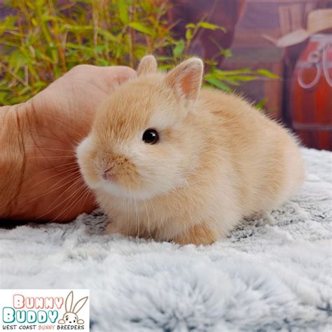 gallery bunny buddy west coast netherlands dwarf bunny breeders