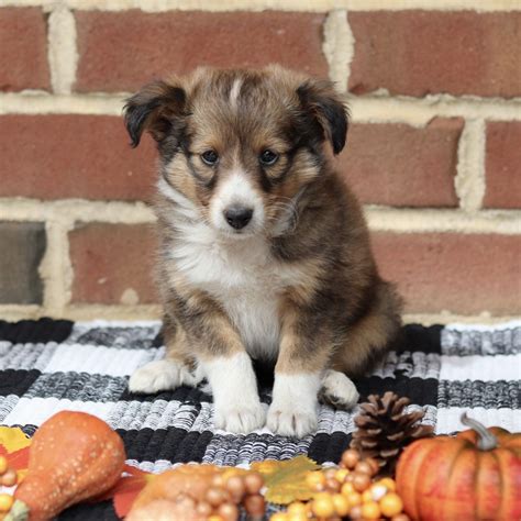 Shetland Sheepdogs for Sale - Shetland Sheepdog Puppies for Sale | VIP ...