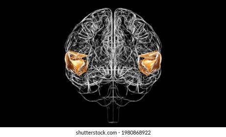 Brain Cingulate Gyrus Anatomy Medical Concept Stock Illustration ...