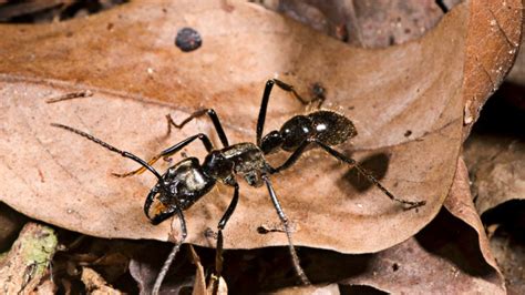 How Many Ants Live On Earth 10 Interesting Facts Pest Samurai