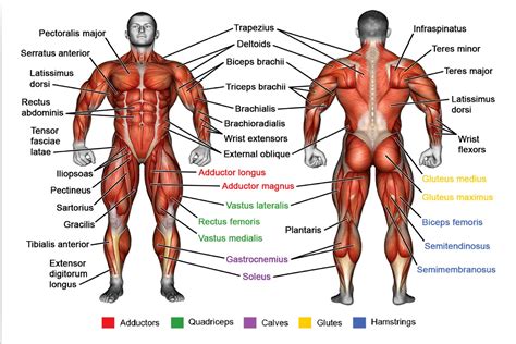 Human Anatomy Muscles Of The Body Poster Muscle Anatomy Chart Medical