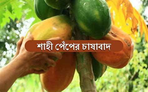 Shahi Papaya Farming শহ পপর চষ পদধত ও উৎপদন তথয