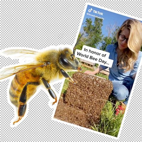 The Backlash Against The Tiktok Bee Lady Explained