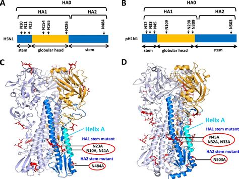 Unmasking Stem Specific Neutralizing Epitopes By Abolishing N Linked