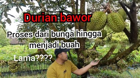 Berapa Lama Dari Bunga Durian Muncul Sampai Buahnya Matang Ternyata