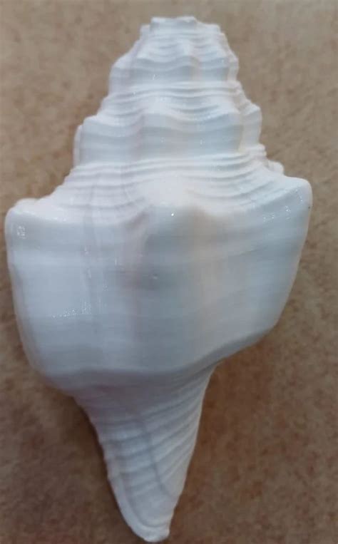 Conch Shell White Blowing Shankh 6 Inches For Temple At Rs 650piece