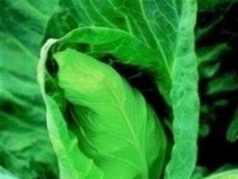 Cabbage F1 Caraflex