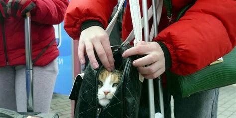 La SNCF accusée davoir tué un chat écrasé par un train