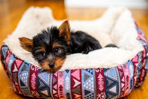 Cachorro Yorkshire Filhote Saiba Mais Sobre Ele Petlove