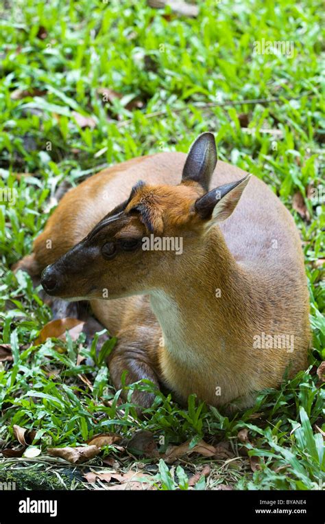 Muntjac Deer Muntiacus Muntjak Resting At Zoo Negara Stock Photo Alamy