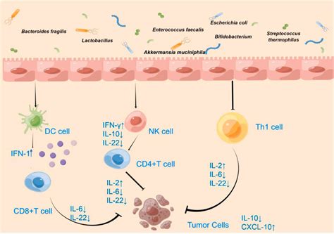 Role Of Microbes In Colorectal Cancer Therapy Cross Talk Between The