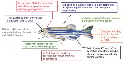 Zebrafish Anatomy