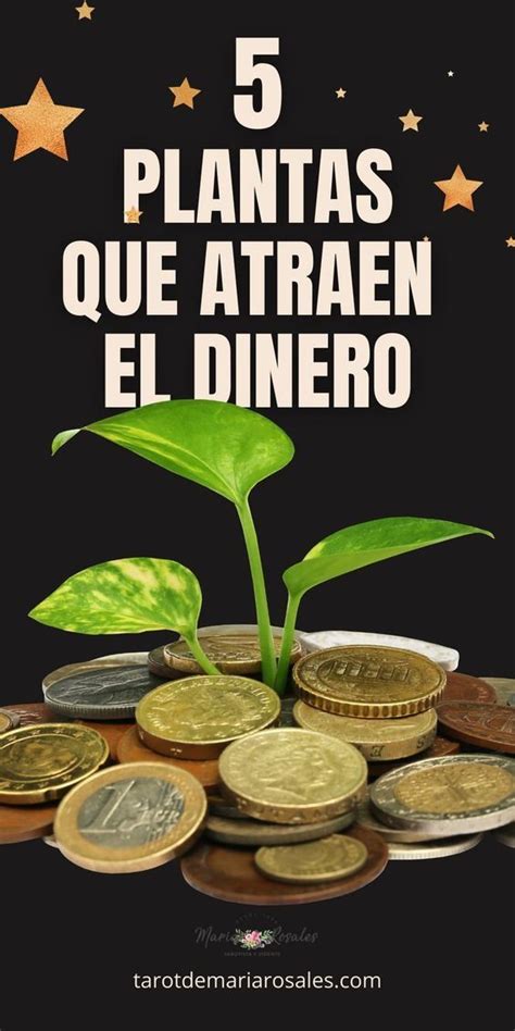 5 Plantas Que Atraen Dinero Prosperidad Y Fortuna A Tu Hogar Artofit