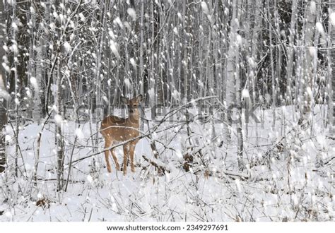 17,468 Winter Scene Deer Images, Stock Photos, 3D objects, & Vectors | Shutterstock