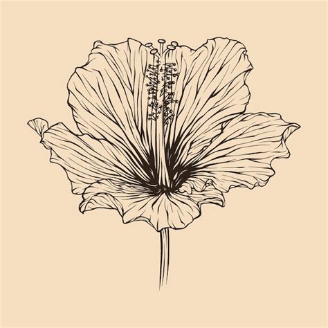 Premium Vector Hibiscus Flower Vector Illustration With Line Art