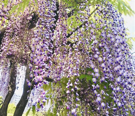 Top 3 Places To See Wisterias In The Tokyo Area This Spring Hyper Japan