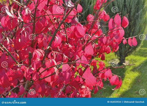 Schöner Busch Im Herbstpark Stockfoto Bild Von Busch Bäume 46455934